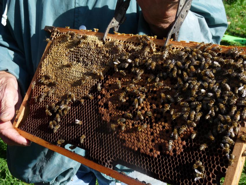 Bienen im Bildungszentrum Roggenburg