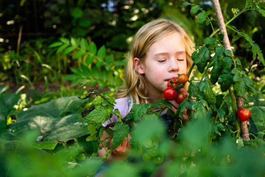 Schülerin schnuppert an einer Tomate Foto: Barthen, Kristian