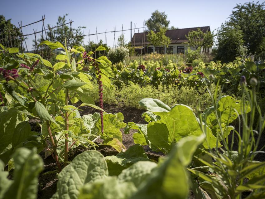 Fischerhof-Bauernhof Foto: Winkelhöfer Stefan