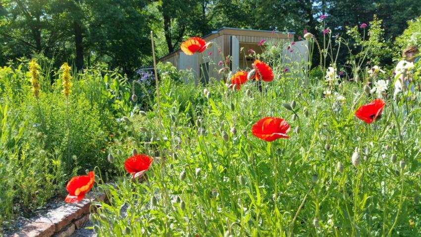 Garten des Ökologischen Bildungszentrums (Foto: Marc Haug)