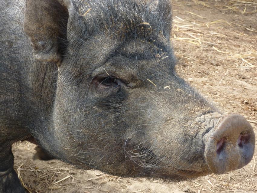 Hängebauchschwein