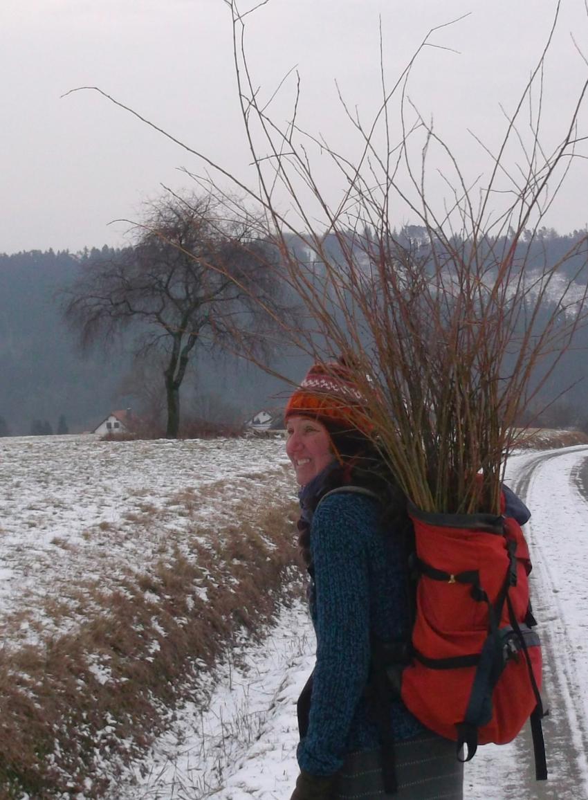 Weidenzweige wandern ins Zimmer