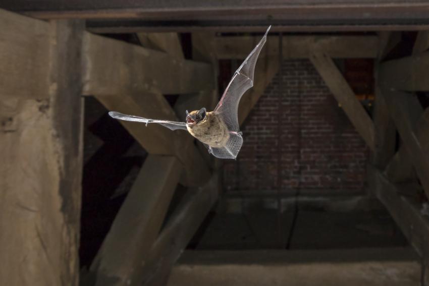 Beispielfoto einer Zwergfledermaus im Flug.