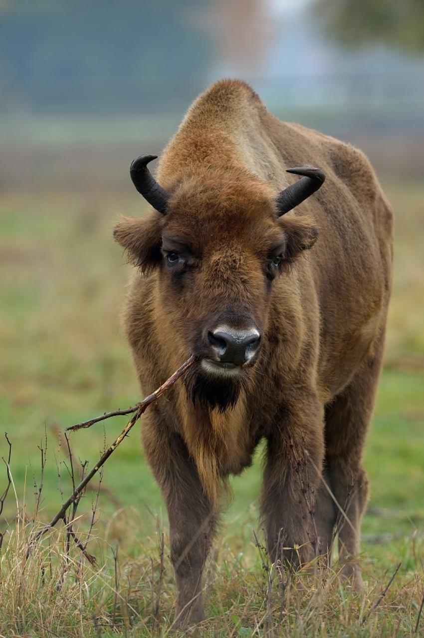 Wisent im Moos Foto: Martina Mitterer