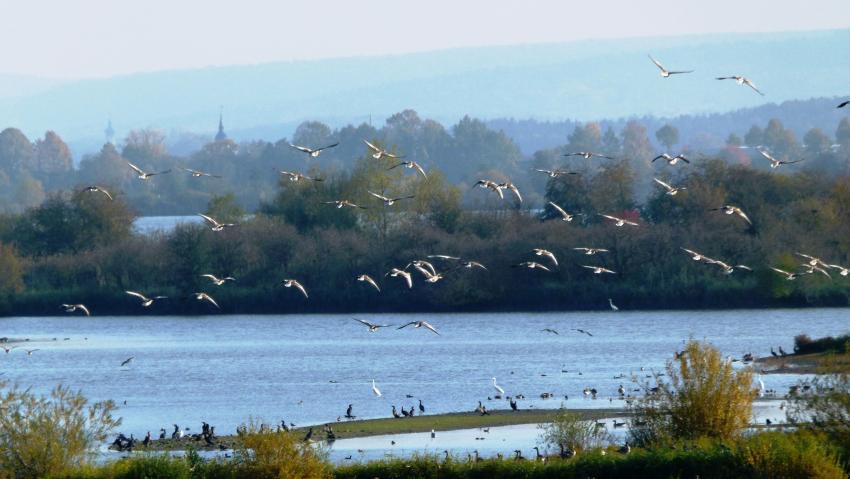 Vogelvielfalt auf Vogelinsel