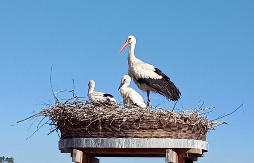 Storch am Dach (Foto: Heinershof e.V.)