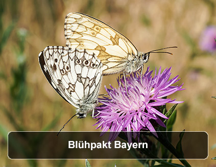 Externer Link zum Webauftritt des Blühpakt Bayern