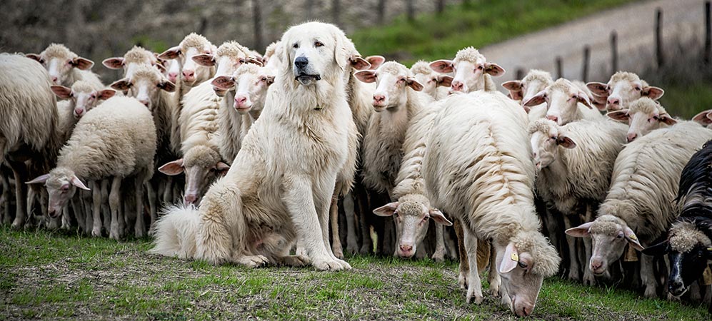 Herdenschutzhund vor einer Herde
