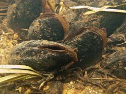 Mehrere Flussperlmuscheln auf einem Gewässergrund.