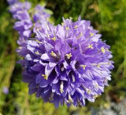 Blume mit vielen kleinen Glockenblüten, die eine Kugel bilden.