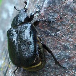 Ein schwarzer Käfer läuft senkrecht einen Baumstamm hoch.
