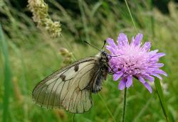 Ein Schmetterling mit charakteristischer schwarzweißer Musterun g sitzt an einer lila Blüte, im Hintergrund hohes Gras.