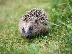 Ein junger Igel läuft durchs Gras.