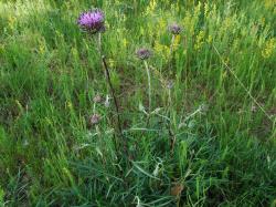 Eine hohe stachelig wirkende Pflanze mit einer violetten Blüte wächst auf einer Wiese mit schütterem Grasbestand.