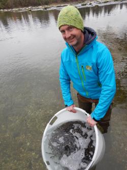 Ein Mann mit blauer Naturschutzjacke steht im Flusswasser mit einem Eimer voller junger Fische.