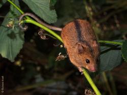 Eine kleine Maus mit einem Aalstrich balanciert auf dem Stengel einer Pflanze.