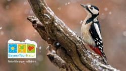 Ein Buntspecht sitzt auf einem verschneiten Baum, links im Foto das Logo von BayernTourNatur.