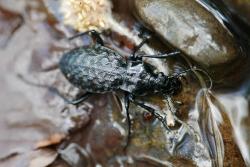 Ein schwarzer Käfer läuft über feuchten Waldboden mit Steinen und Laub möglicherweise entlang eines Baches.