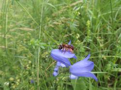 Vorne zwei Glockenblumen, auf einer Blüte sitzt eine Wildbienen, hinten ein hoher Grasbestand.