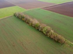 Luftbild einer Hecke inmitten von Äckern.