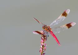 Eine LIbelle mit rotem Leib und Streifen auf den Flügeln sitzt auf einer Blume.