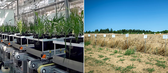 Abb. links: Weizenpflanzen in der Hochdurchsatz-Phänotypisierungsanlage, © J.P. Schnitzler, S. Jafarian, Helmholtz Munich, Abb. rechts: Versuchsparzellen mit Weizenlinien aus der BMW-Population, © Tom Freudenberg/pict-images