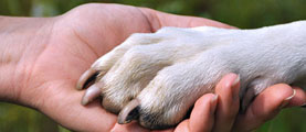 Tierschutz