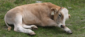 Tierseuche BSE